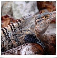 Black Iguana - Perched Black Iguana - Perched